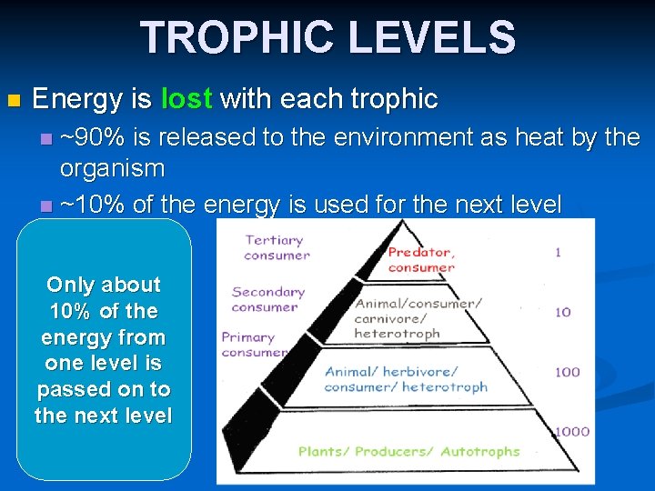 TROPHIC LEVELS n Energy is lost with each trophic ~90% is released to the