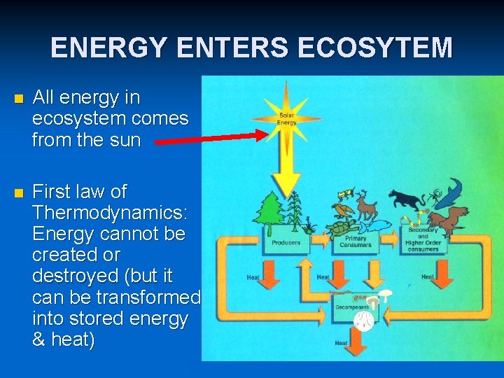 ENERGY ENTERS ECOSYTEM n All energy in ecosystem comes from the sun n First