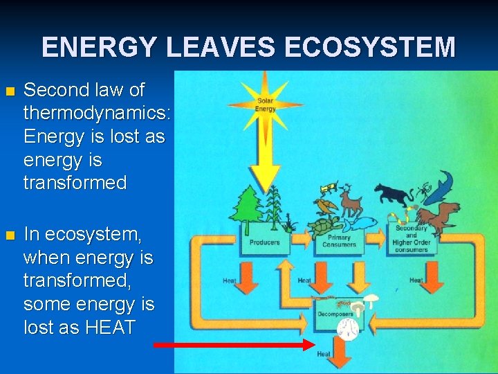 ENERGY LEAVES ECOSYSTEM n Second law of thermodynamics: Energy is lost as energy is