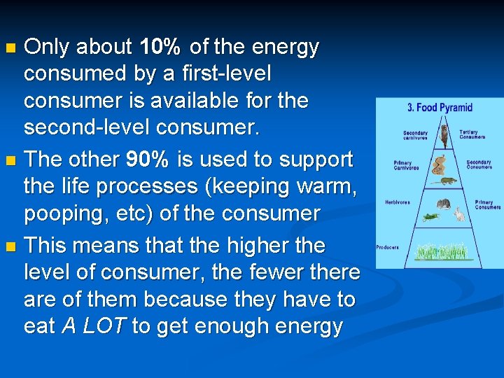 Only about 10% of the energy consumed by a first-level consumer is available for