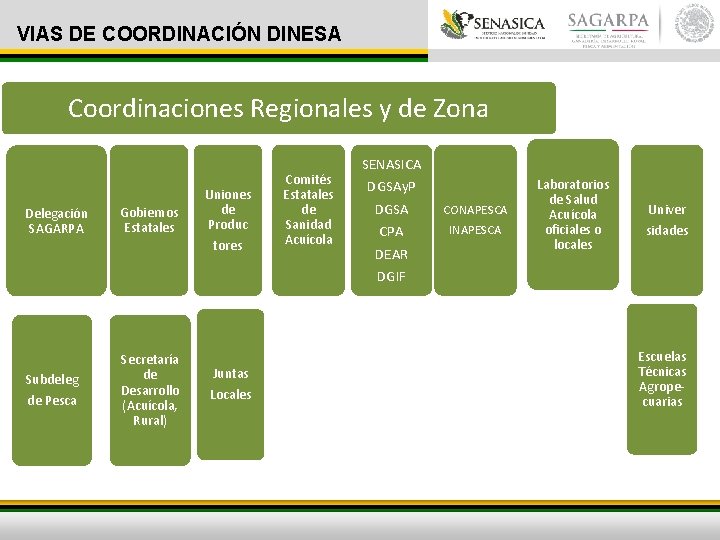 VIAS DE COORDINACIÓN DINESA Coordinaciones Regionales y de Zona Delegación SAGARPA Gobiernos Estatales Uniones