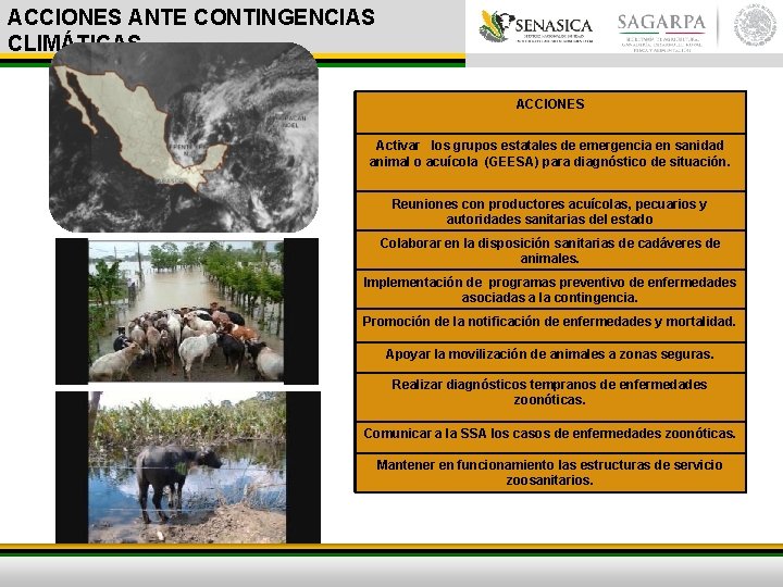 ACCIONES ANTE CONTINGENCIAS CLIMÁTICAS ACCIONES Activar los grupos estatales de emergencia en sanidad animal