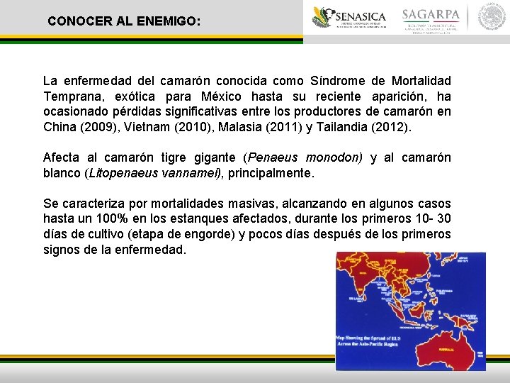 CONOCER AL ENEMIGO: La enfermedad del camarón conocida como Síndrome de Mortalidad Temprana, exótica