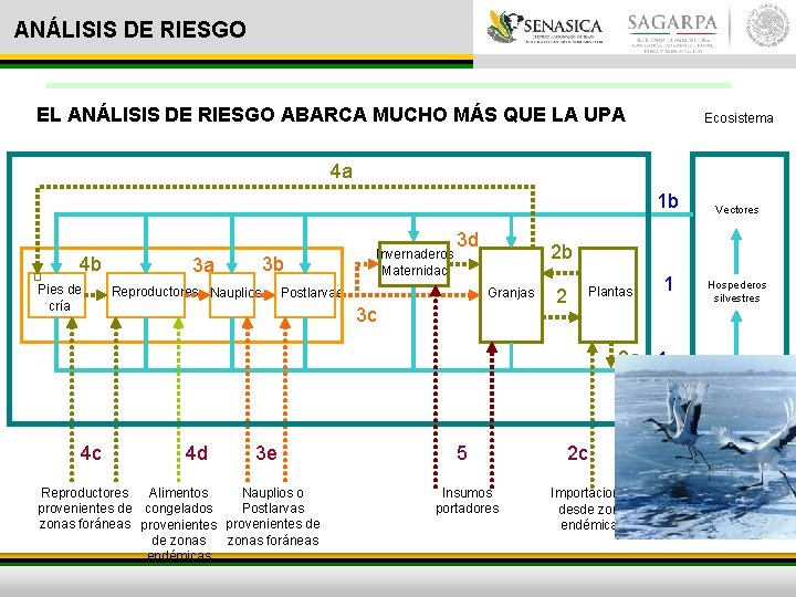 ANÁLISIS DE RIESGO EL ANÁLISIS DE RIESGO ABARCA MUCHO MÁS QUE LA UPA Ecosistema