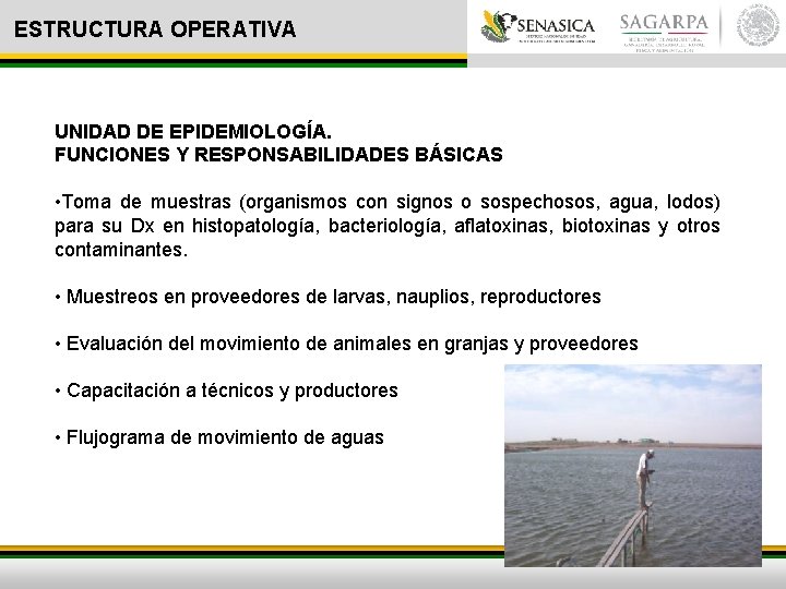 ESTRUCTURA OPERATIVA UNIDAD DE EPIDEMIOLOGÍA. FUNCIONES Y RESPONSABILIDADES BÁSICAS • Toma de muestras (organismos