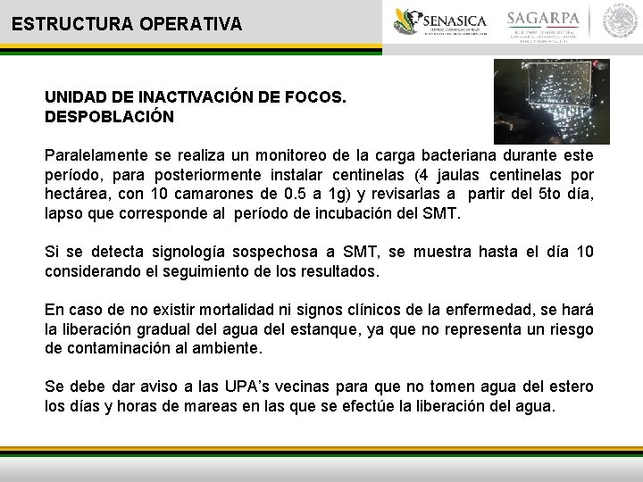 ESTRUCTURA OPERATIVA UNIDAD DE INACTIVACIÓN DE FOCOS. DESPOBLACIÓN Paralelamente se realiza un monitoreo de