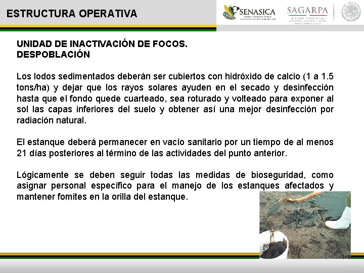 ESTRUCTURA OPERATIVA UNIDAD DE INACTIVACIÓN DE FOCOS. DESPOBLACIÓN Los lodos sedimentados deberán ser cubiertos
