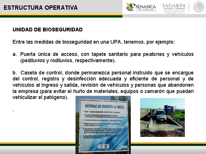 ESTRUCTURA OPERATIVA UNIDAD DE BIOSEGURIDAD Entre las medidas de bioseguridad en una UPA, tenemos,