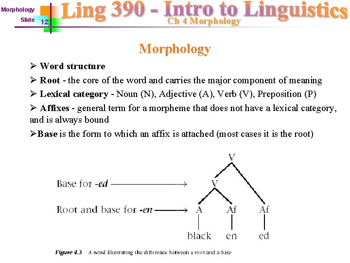 Morphology Slide 12 Ch 4 Morphology Ø Word structure Ø Root - the core