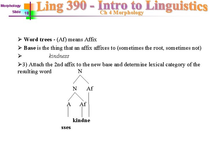 Morphology Slide Ch 4 Morphology 18 Ø Word trees - (Af) means Affix Ø