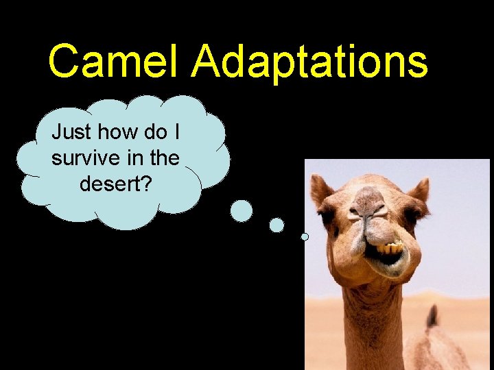 Camel Adaptations Just how do I survive in the desert? 