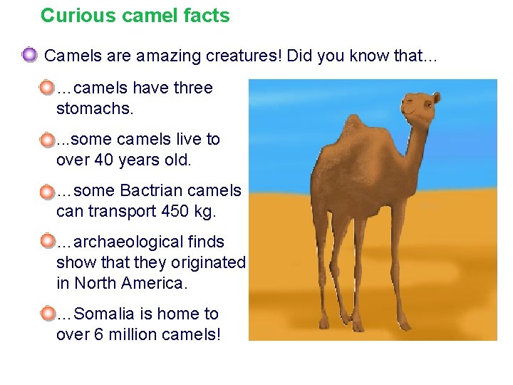 Curious camel facts Camels are amazing creatures! Did you know that… …camels have three
