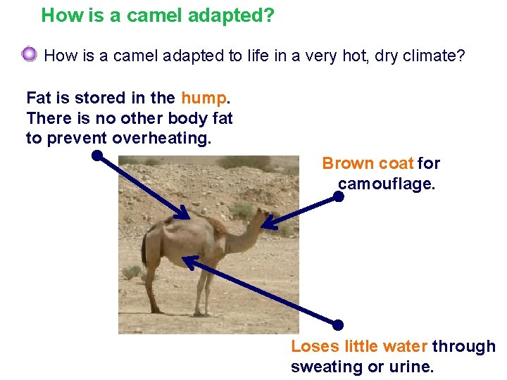 How is a camel adapted? How is a camel adapted to life in a