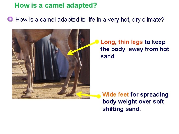 How is a camel adapted? How is a camel adapted to life in a