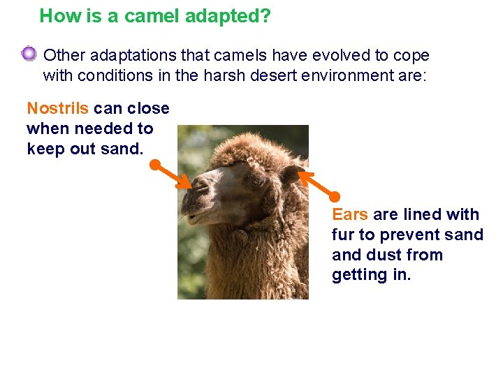 How is a camel adapted? Other adaptations that camels have evolved to cope with