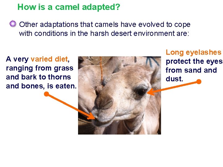 How is a camel adapted? Other adaptations that camels have evolved to cope with