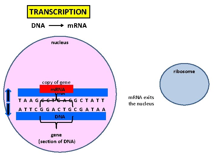 TRANSCRIPTION DNA m. RNA nucleus ribosome copy of gene m. RNA DNA T A