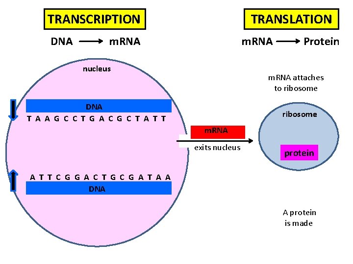 TRANSCRIPTION DNA TRANSLATION m. RNA nucleus Protein m. RNA attaches to ribosome DNA T