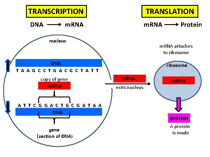 TRANSCRIPTION TRANSLATION DNA m. RNA nucleus m. RNA attaches to ribosome DNA T A