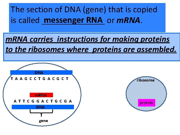 The section of DNA (gene) that is copied messenger RNA or m. RNA. is