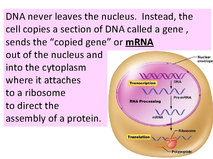 DNA never leaves the nucleus. Instead, the cell copies a section of DNA called