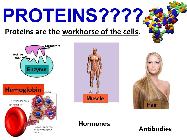 PROTEINS? ? Proteins are the workhorse of the cells. Enzyme Hemoglobin Muscle Hair Hormones