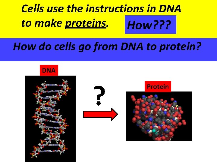  Cells use the instructions in DNA to make proteins. How? ? ? How