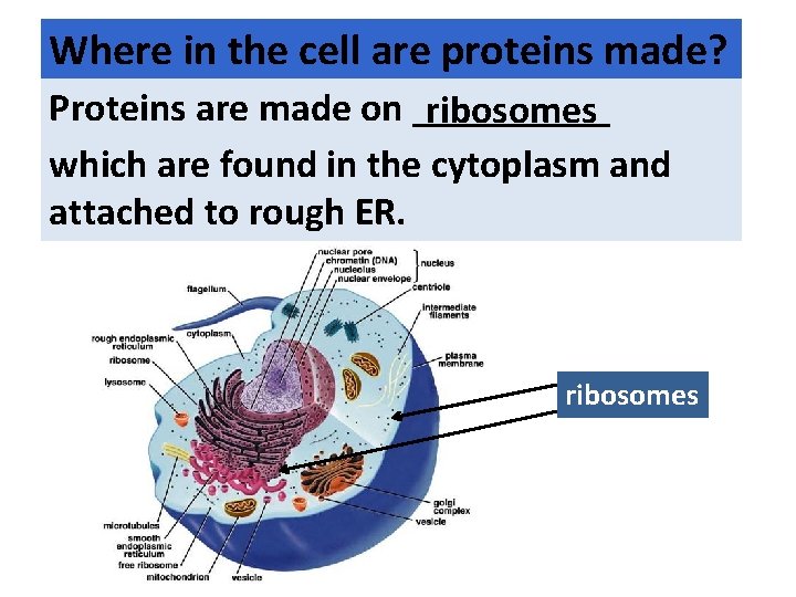 Where in the cell are proteins made? Proteins are made on _____ ribosomes which