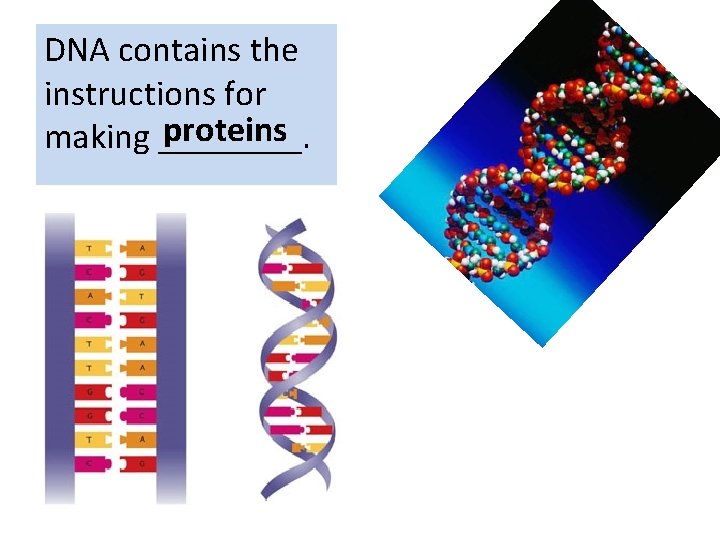 DNA contains the instructions for proteins making ____. 