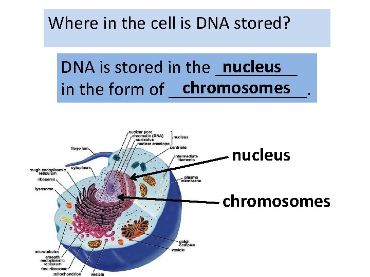 Where in the cell is DNA stored? nucleus DNA is stored in the _____