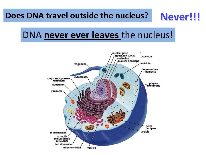 Does DNA travel outside the nucleus? Never!!! DNA never leaves the nucleus! 