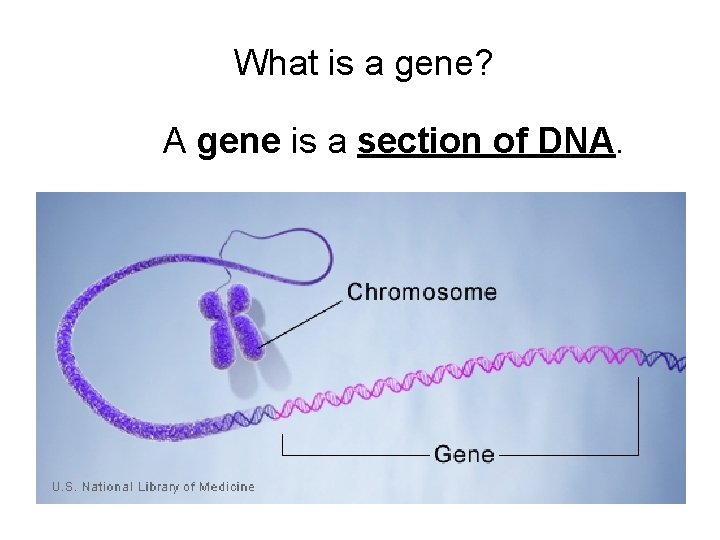 What is a gene? A gene is a section of DNA. 