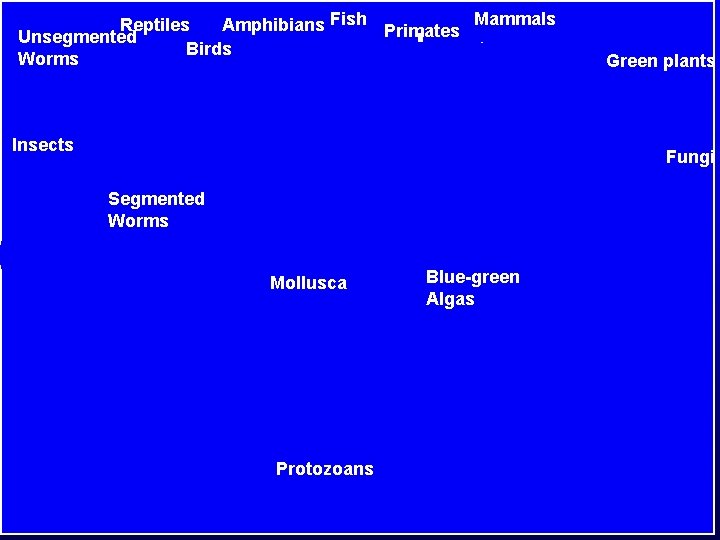 Reptiles Amphibians Fish Primates Mammals Unsegmented Birds Worms Insects Green plants Fungi Segmented Worms