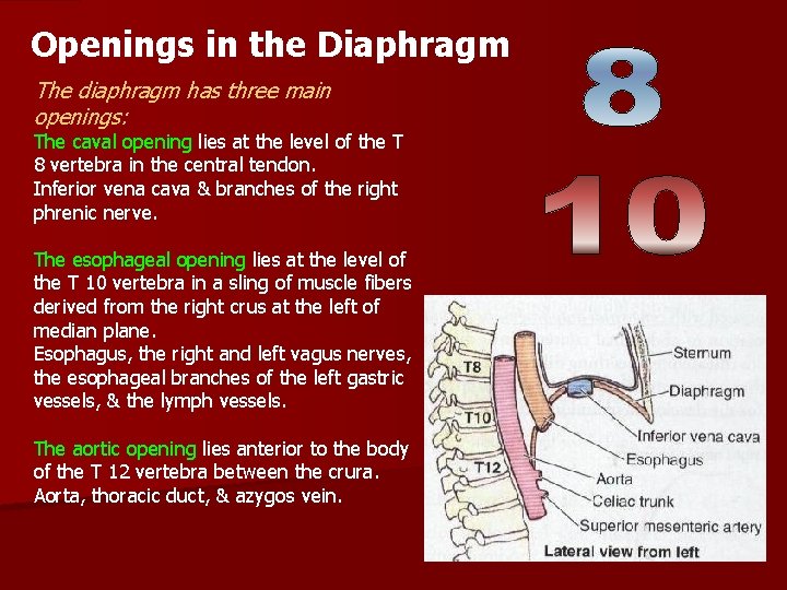 Openings in the Diaphragm The diaphragm has three main openings: The caval opening lies