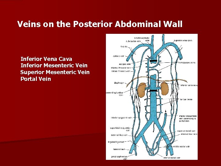 Veins on the Posterior Abdominal Wall Inferior Vena Cava Inferior Mesenteric Vein Superior Mesenteric