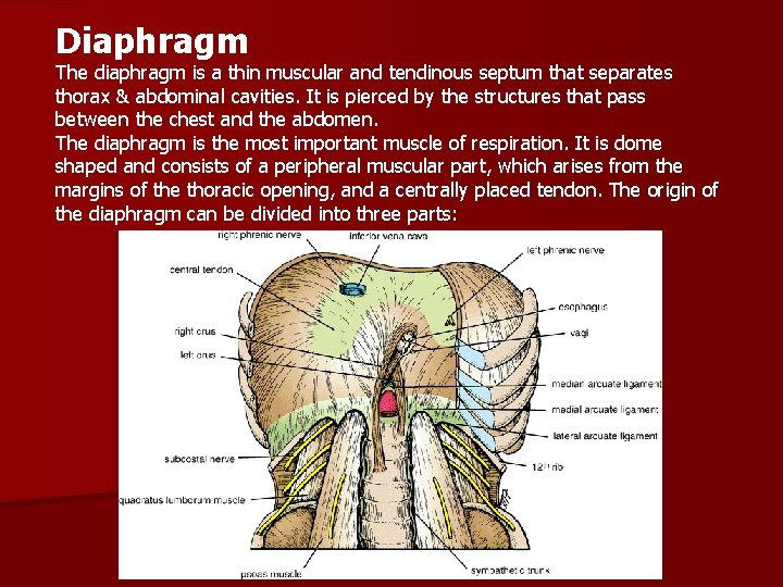 Diaphragm The diaphragm is a thin muscular and tendinous septum that separates thorax &