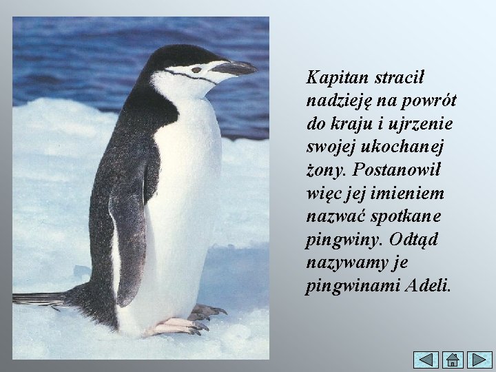 Kapitan stracił nadzieję na powrót do kraju i ujrzenie swojej ukochanej żony. Postanowił więc