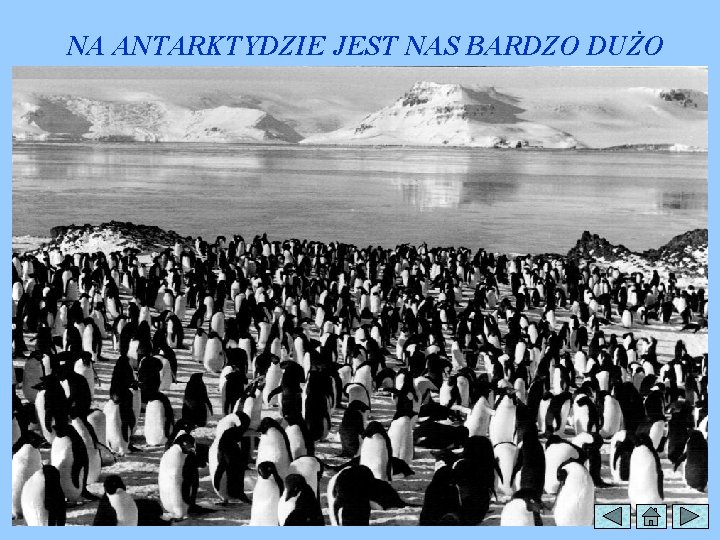 NA ANTARKTYDZIE JEST NAS BARDZO DUŻO 