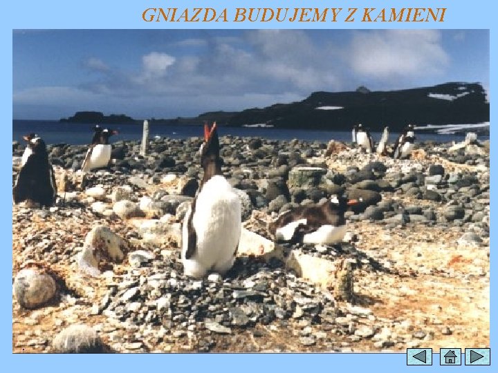 GNIAZDA BUDUJEMY Z KAMIENI . 