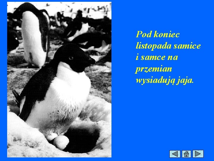 Pod koniec listopada samice i samce na przemian wysiadują jaja. 