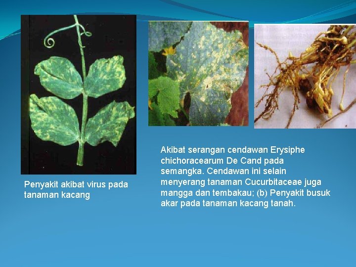 Penyakit yang disebabkan oleh virus pada tumbuhan