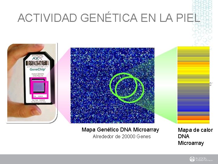 ACTIVIDAD GENÉTICA EN LA PIEL Mapa Genético DNA Microarray Alrededor de 20000 Genes Mapa