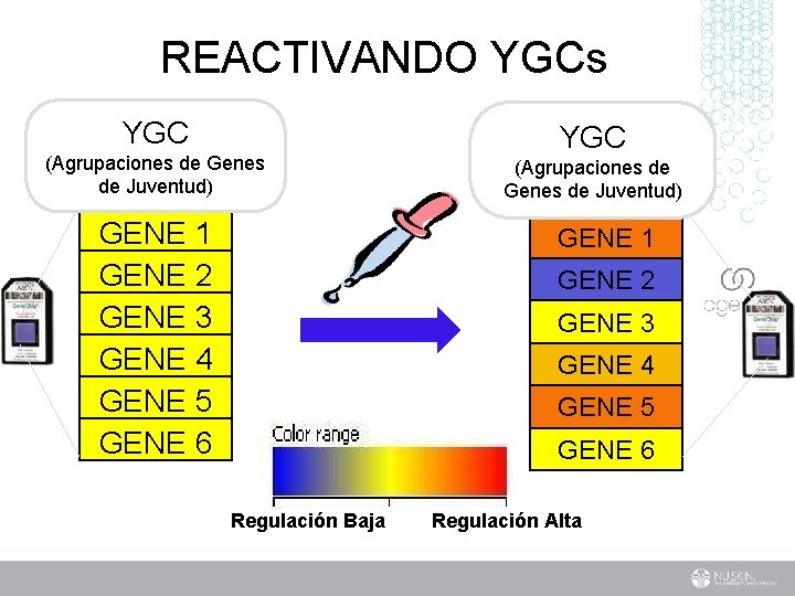 REACTIVANDO YGCs YGC (Agrupaciones de Genes de Juventud) GENE 1 GENE 2 GENE 3