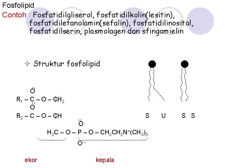 Fosfolipid Contoh : Fosfatidilgliserol, fosfatidilkolin(lesitin), fosfatidiletanolamin(sefalin), fosfatidilinositol, fosfatidilserin, plasmolagen dan sfingomielin Struktur fosfolipid O