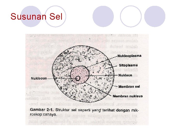 Susunan Sel 