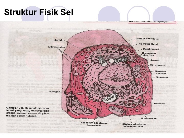 Struktur Fisik Sel 