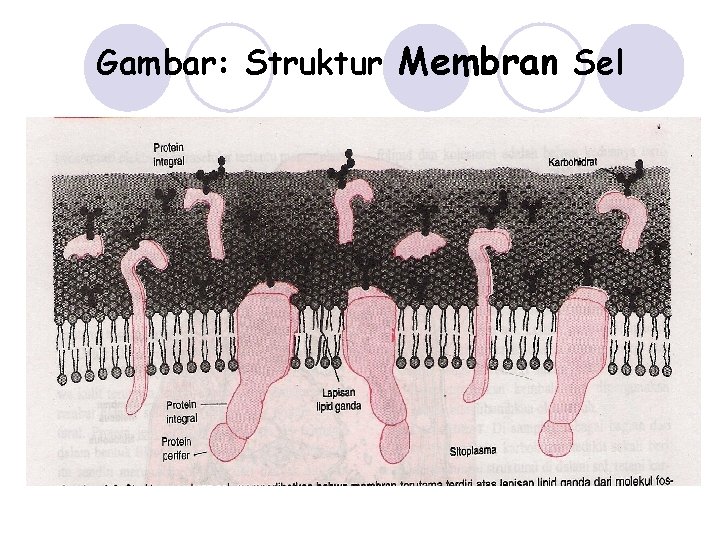 Gambar: Struktur Membran Sel 