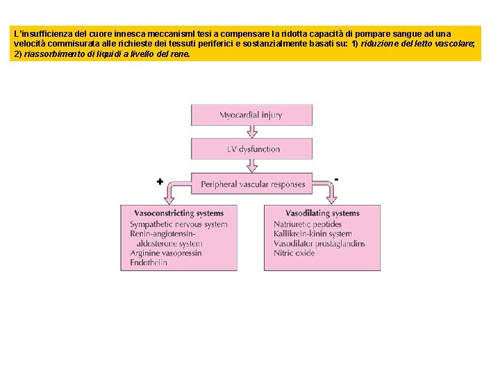 L’insufficienza del cuore innesca meccanism. I tesi a compensare la ridotta capacità di pompare
