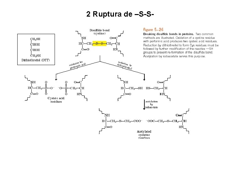 2 Ruptura de –S-S- 