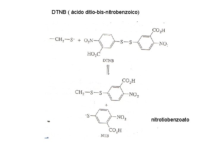 DTNB ( ácido ditio-bis-nitrobenzoico) nitrotiobenzoato 